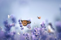 ecard ButterflyPurple_1620x1080px.jpg thumbnail